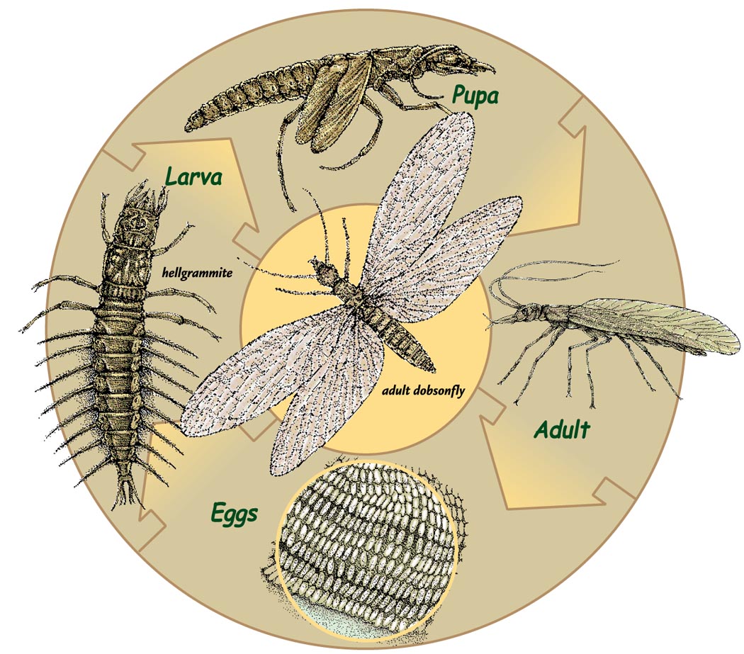 The Life Cycle Dobsonfly